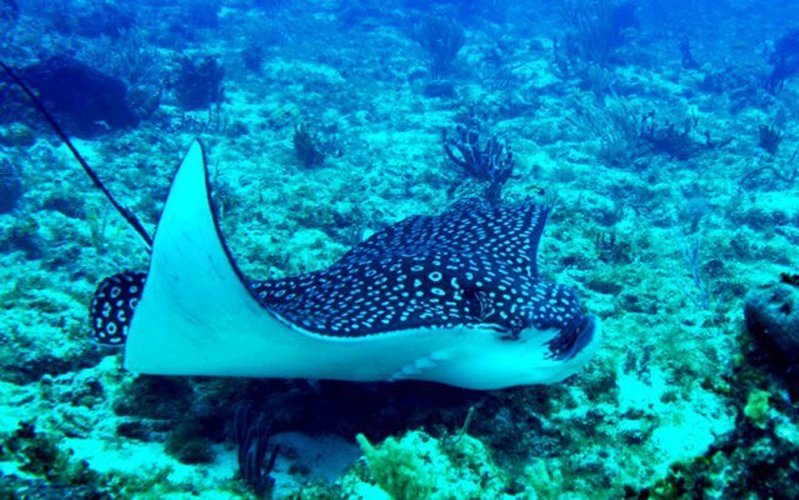 Conoce más sobre la fauna marina de cancun Hotel Maya Caribe Faranda Cancún
